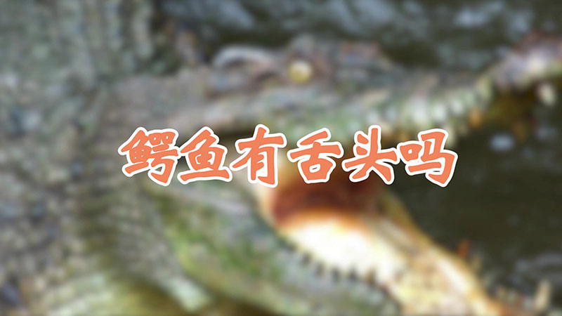 鳄鱼有舌头吗