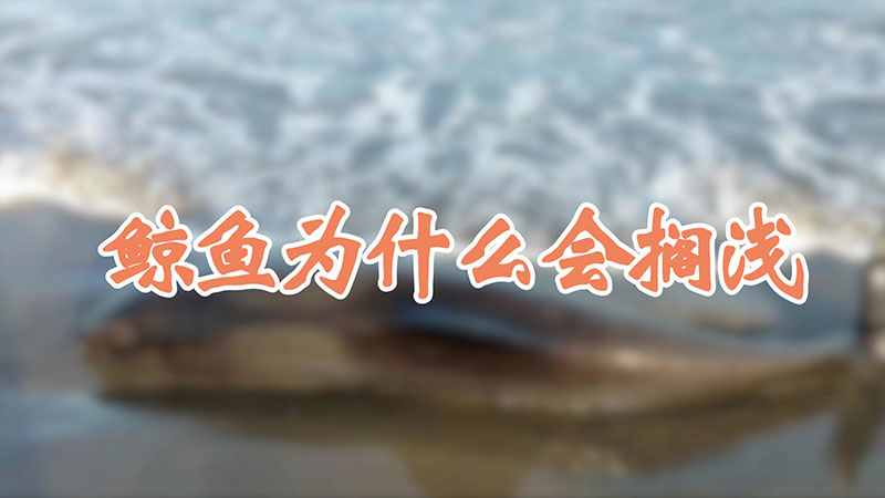 鲸鱼为什么会搁浅
