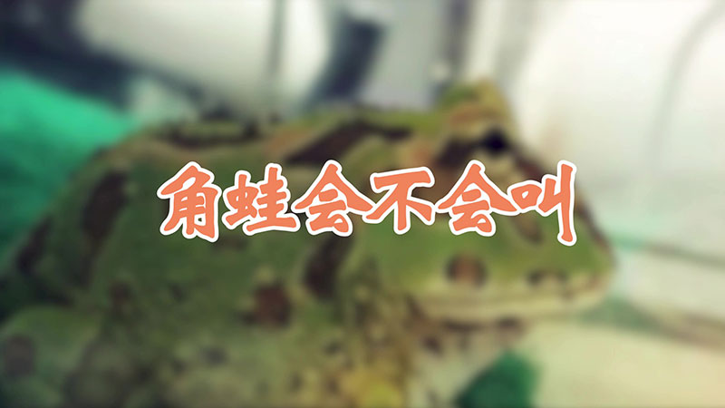 角蛙会不会叫