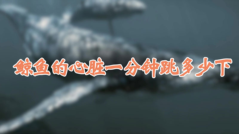 鲸鱼的心脏一分钟跳多少下