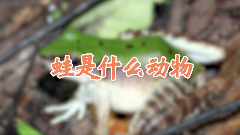 蛙是什么动物