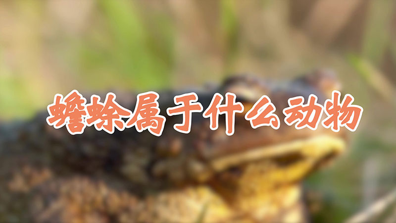 蟾蜍属于什么动物