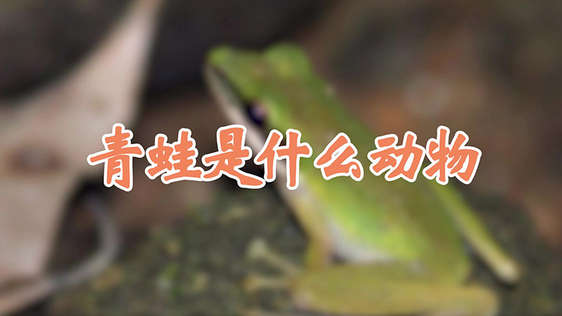 青蛙是什么动物