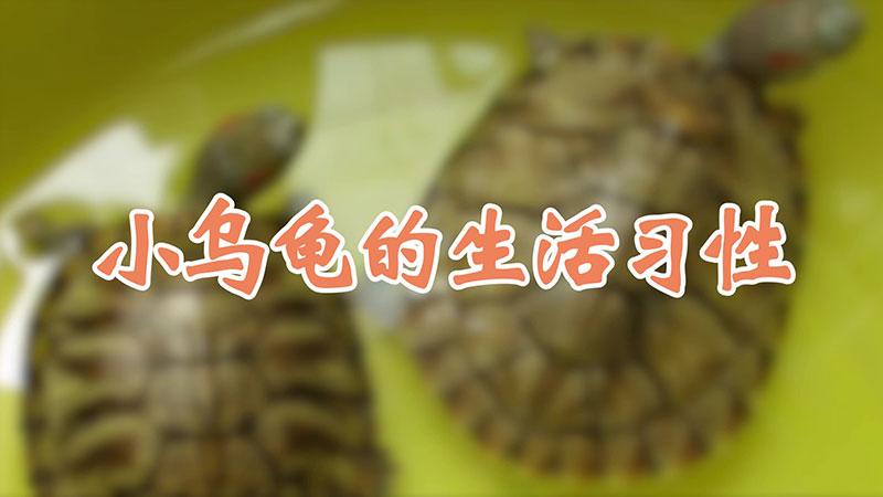 小乌龟的生活习性