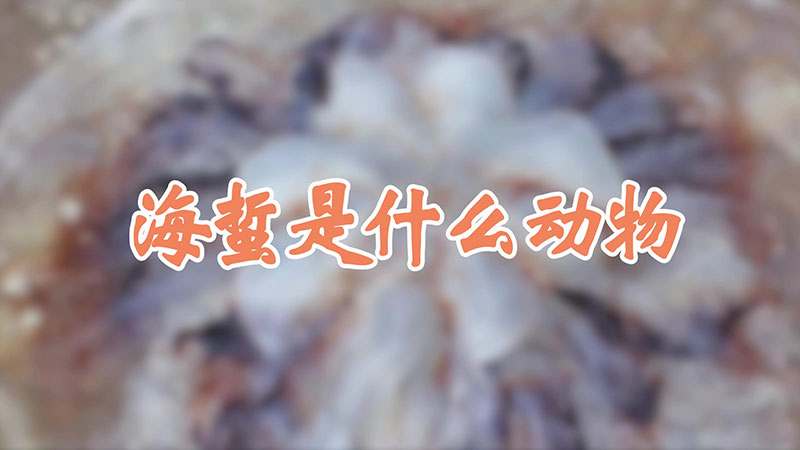 海蜇是什么动物