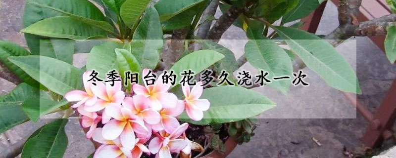 冬季阳台的花多久浇水一次