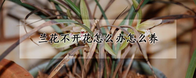 兰花不开花怎么办怎么养