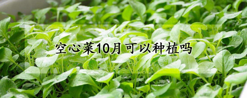 空心菜10月可以种植吗