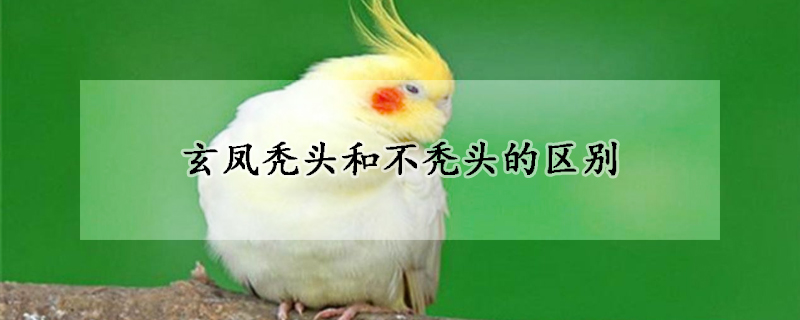 玄凤秃头和不秃头的区别