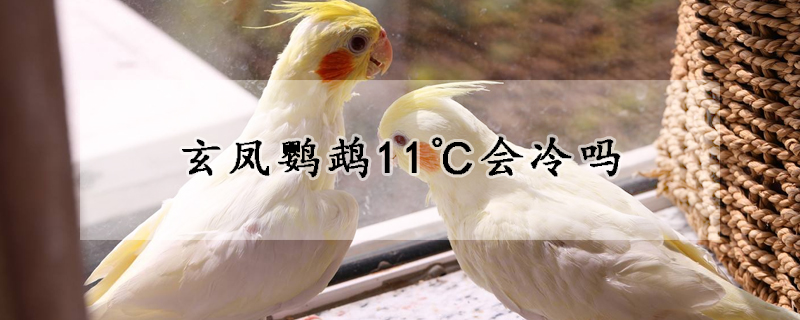 玄凤鹦鹉11℃会冷吗