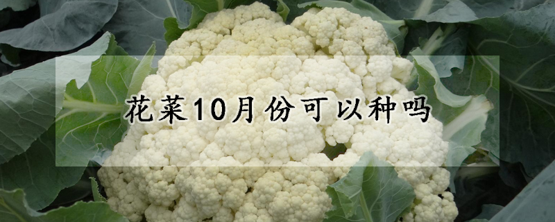 花菜10月份可以种吗