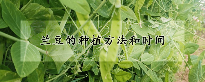 兰豆的种植方法和时间