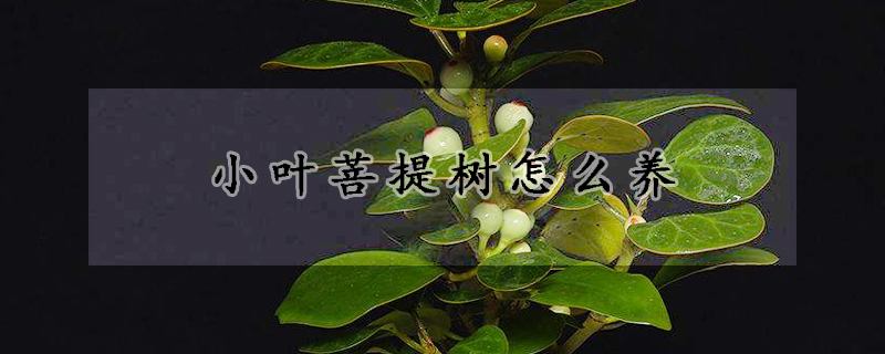 小叶菩提树怎么养