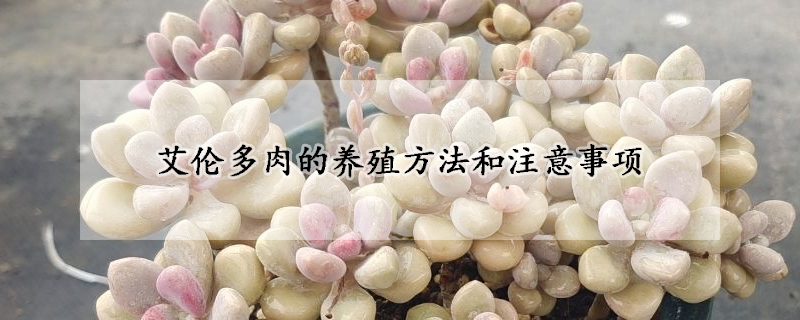 艾伦多肉的养殖方法和注意事项