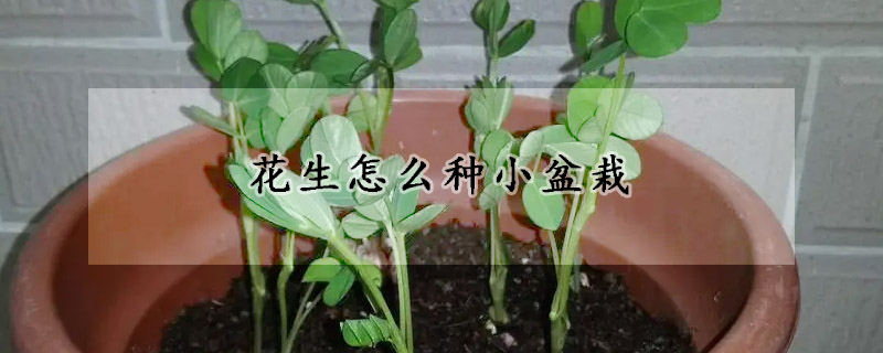 花生怎么种小盆栽