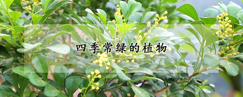 四季常绿的植物