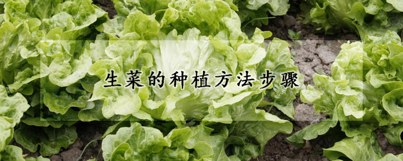 生菜的种植方法步骤