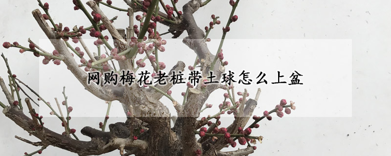 网购梅花老桩带土球怎么上盆