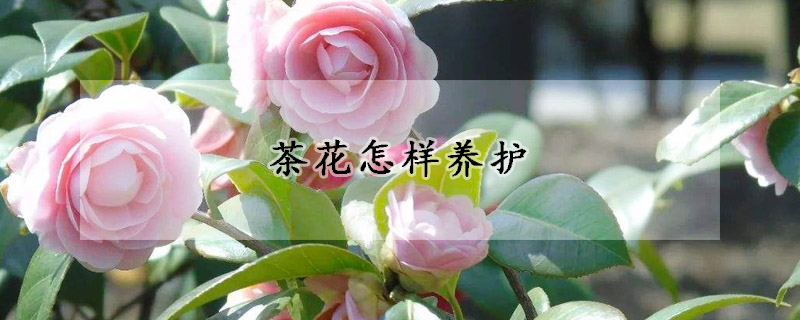 茶花怎样养护