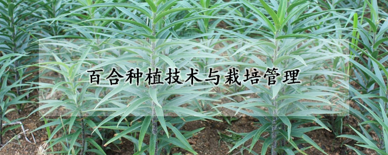 百合种植技术与栽培管理