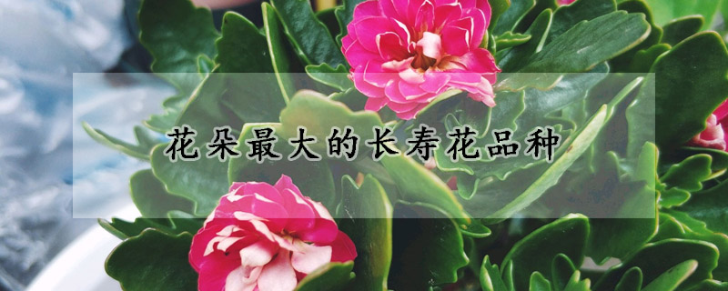 花朵最大的长寿花品种