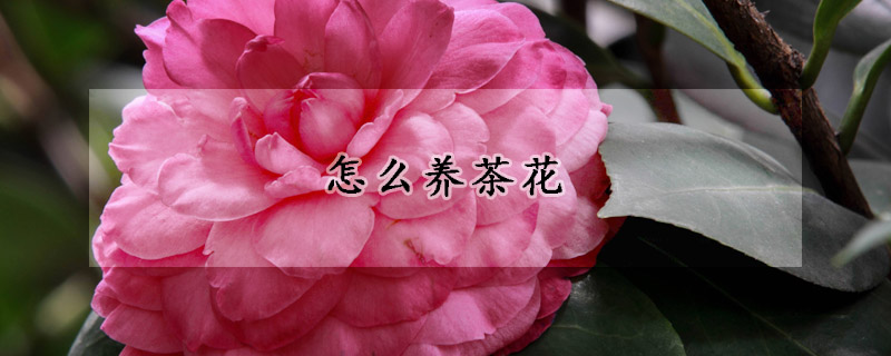 怎么养茶花