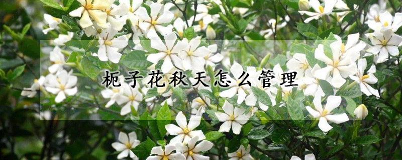 枙子花秋天怎么管理