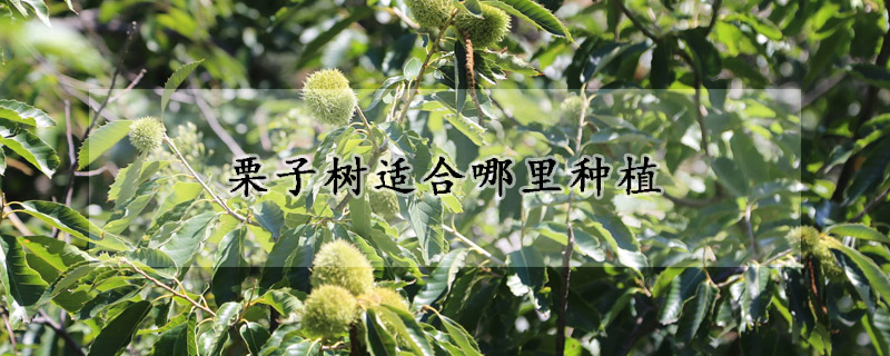 栗子树适合哪里种植