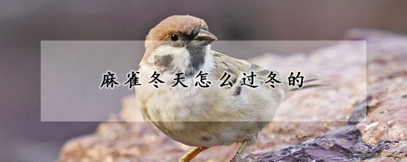 麻雀冬天怎么过冬的