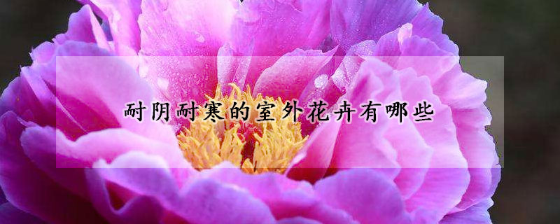 耐阴耐寒的室外花卉有哪些