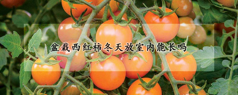 盆栽西红柿冬天放室内能长吗