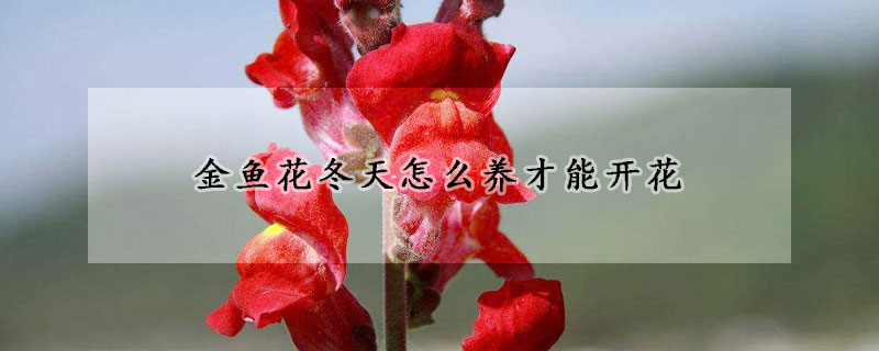 金鱼花冬天怎么养才能开花