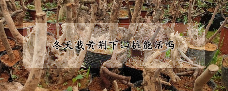 冬天栽黄荆下山桩能活吗