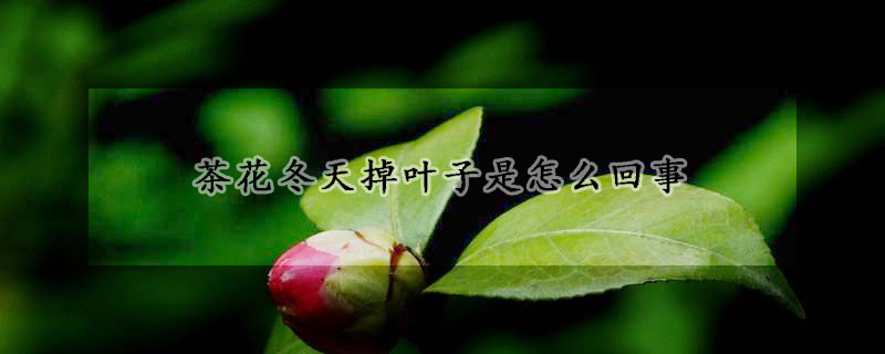 茶花冬天掉叶子是怎么回事