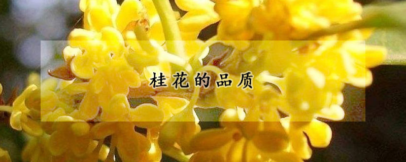 桂花的品质