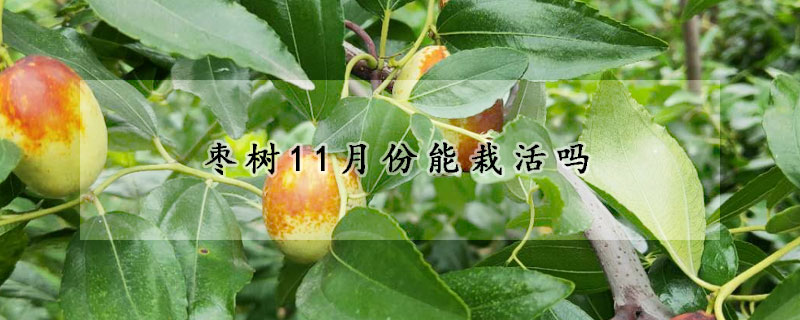 枣树11月份能栽活吗