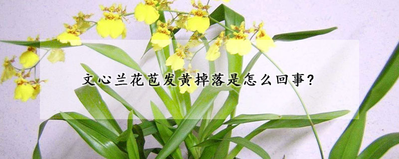 文心兰花苞发黄掉落是怎么回事?