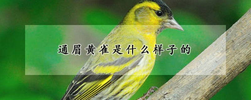 通眉黄雀是什么样子的