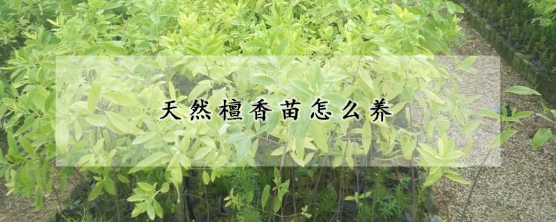 天然檀香苗怎么养