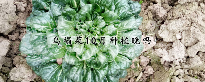 乌塌菜10月种植晚吗