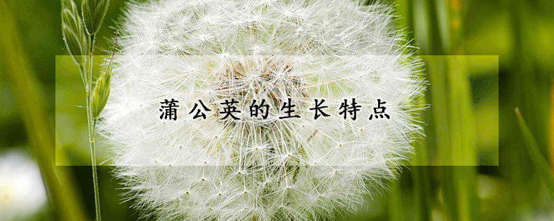 蒲公英的生长特点