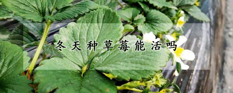 冬天种草莓能活吗