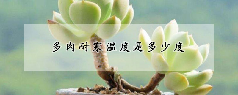 多肉耐寒温度是多少度