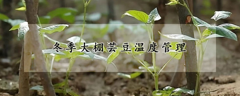 冬季大棚芸豆温度管理