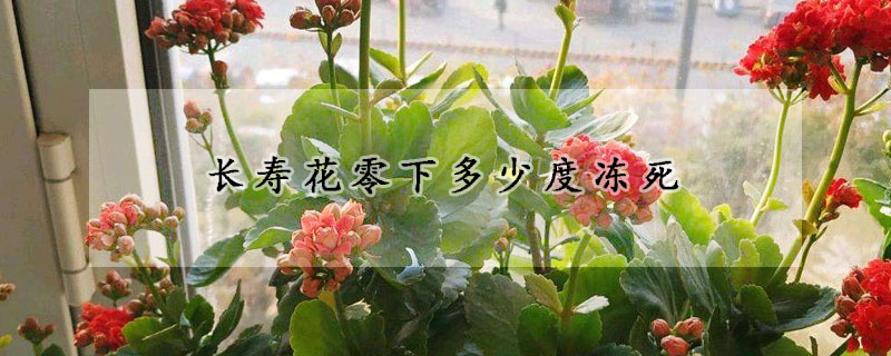 长寿花零下多少度冻死