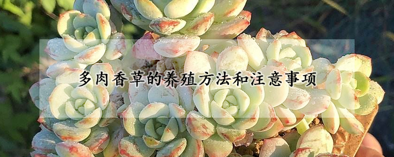 多肉香草的养殖方法和注意事项