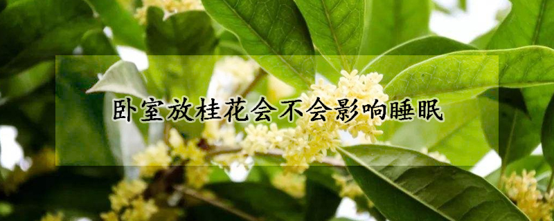 卧室放桂花会不会影响睡眠