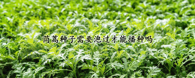 茼蒿种子需要泡过才能播种吗