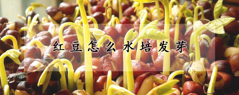 红豆怎么水培发芽