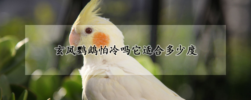玄凤鹦鹉怕冷吗它适合多少度